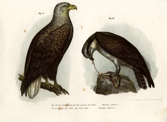 Águila de cola blanca, 1864